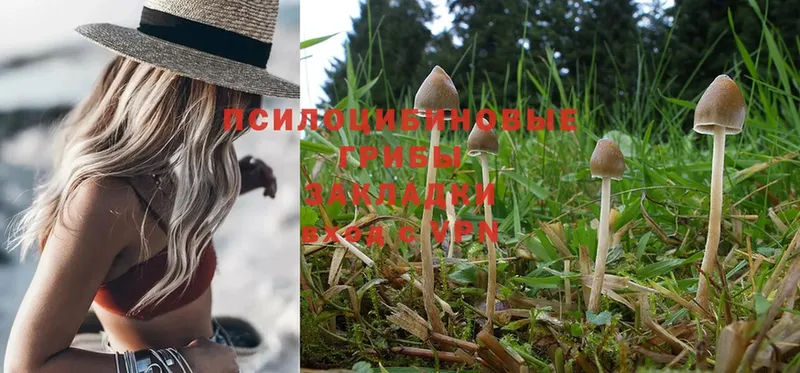 Псилоцибиновые грибы Psilocybine cubensis Магадан